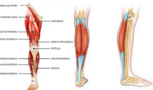 آیا با اجزا عضلات ساق پا خود اشنا هستید؟