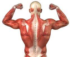 حرکتی بسیار ایده آل برای تقویت عضلات پشتی