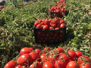 گوجه فرنگی؛ از آمریکای جنوبی تا مزارع ایران