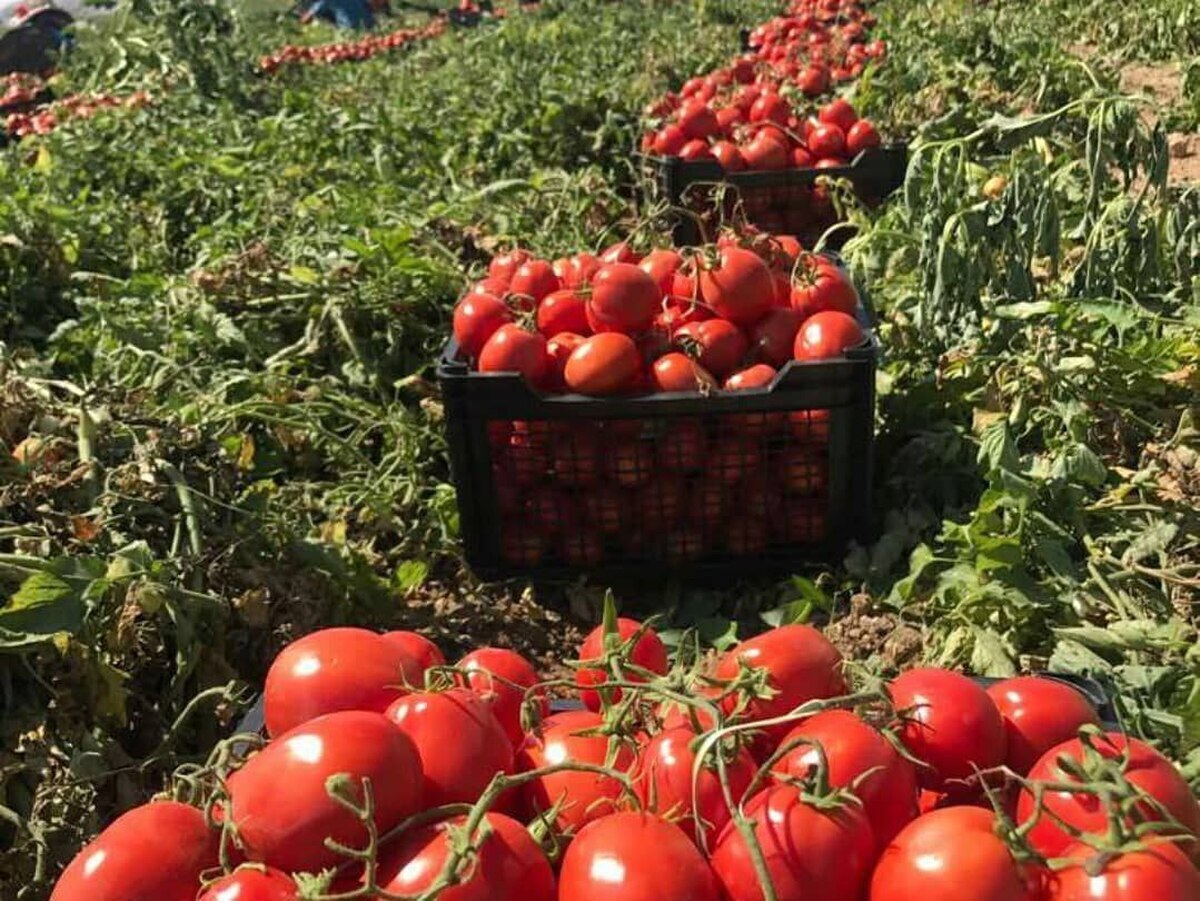 گوجه فرنگی؛ از آمریکای جنوبی تا مزارع ایران